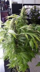 Floraison  64 (5)