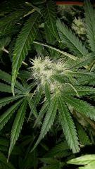 Floraison  44 (21)