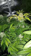 Floraison  57 (4)