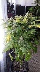 Floraison  61 (11)