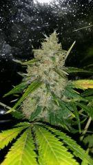 Floraison  67 (10)