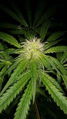 Floraison  29 (5)
