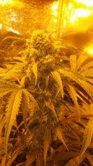 Floraison  50 (9)
