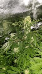Floraison  44 (10)