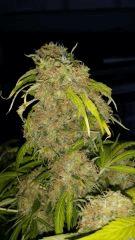 Floraison  70 (14)
