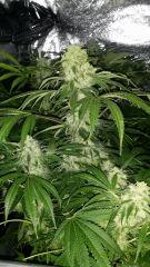 Floraison  53 (5)