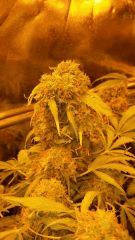 Floraison  68 (12)
