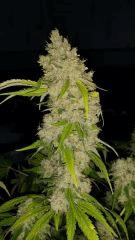 Floraison  70 (20)