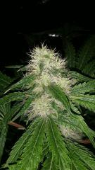 Floraison  41 (6)