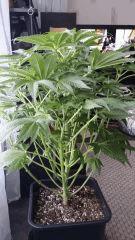 Floraison  18 (6)