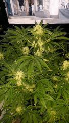 Floraison  42 (7)