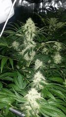 Floraison  47 (6)