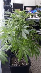 Floraison  25 (13)