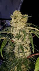 Floraison  52 (22)