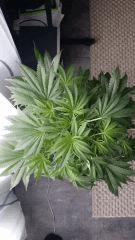 Floraison  18 (11)