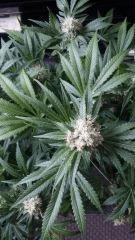 Floraison  51 (19)