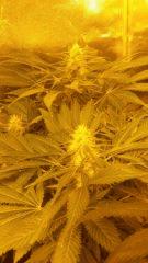 Floraison  50 (2)