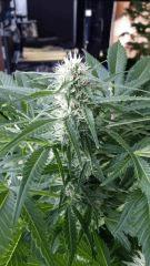 Floraison  46 (8)