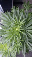 Floraison  24 (13)