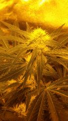 Floraison  30 (11)