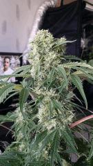 Floraison  52 (23)