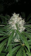 Floraison  57 (11)
