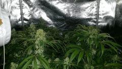 Floraison  57 (13)