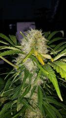 Floraison  54 (15)