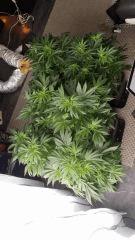 Floraison  18 (14)
