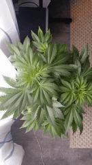 Floraison  19 (8)