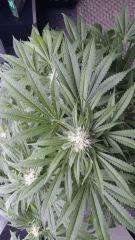 Floraison  45 (3)