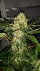Floraison  42 (15)