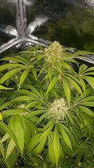 Floraison  65 (1)