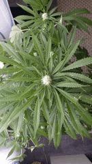 Floraison  35 (3)