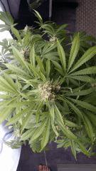 Floraison  63 (4)