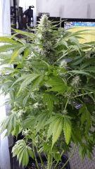 Floraison  58 (8)
