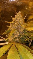 Floraison  66 (10)