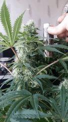 Floraison  43 (18)