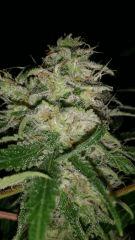 Floraison  54 (25)