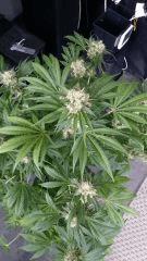 Floraison  55 (1)