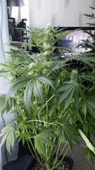 Floraison  35 (18)