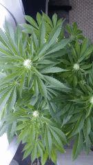 Floraison  36 (19)