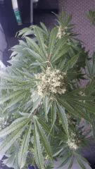 Floraison  56 (17)