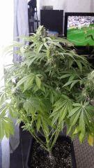 Floraison  63 (5)