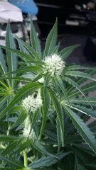 Floraison  27 (7)