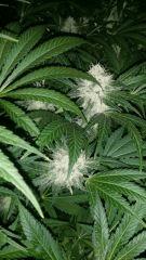 Floraison  47 (14)