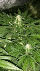 Floraison  44 (11)