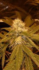 Floraison  40 (8)