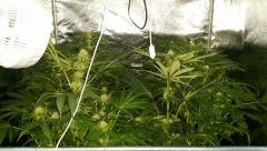 Floraison  33 (7)