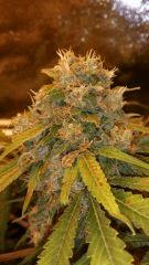 Floraison  66 (9)